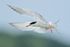 Forster's Tern hovering after takeoff, Minnesota