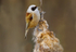 Male Penduline Tit