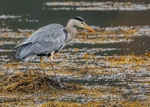 Heron