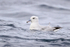 Southern Fulmar swimming on sea, South Africa