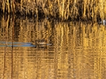 Common Snipe