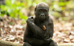 Baby gorilla three years old