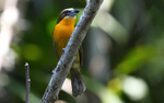 Scarlet-Crowned Barbet