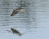 Garganey (male) on landing approach, Stratfield Brake, Oxfordshire