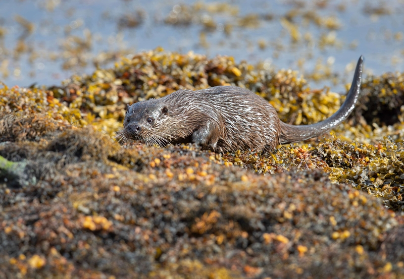 Eurasian Otter - Isle of Mull - Scotland