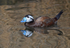 White-headed Duck