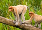 Female Proboscis Monkey