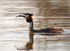 Great Crested Grebe