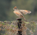 Rufous-naped Lark 