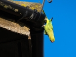 Ring-necked Parakeet