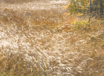 WINDSWEPT -  BRUCE COUNTY