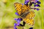 Fritillary 04