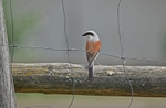 Red-backed Shrike