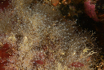 Eudendrium arbuscula