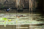 Purple Swamphen, Xeo Quyt, Vietnam