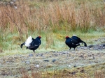 Black Grouse