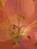 Bee's Eye View