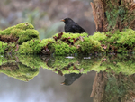 Blackbird (male) at reflection pool, Otterbourne, Hampshire
