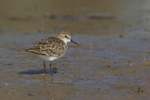 Little Stint