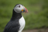 Puffin 2