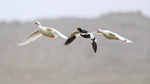 Three Kelp Geese in flight, Carcass Island, Falklands