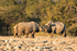 Black Rhino  (family)