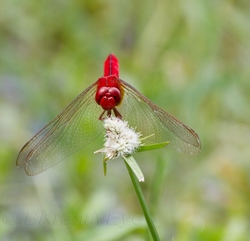 DF AnimalsCreatures 200