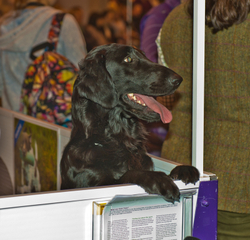Crufts 2015 portfolio