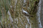 Tree creeper 2