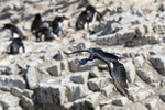 Imperial Shag flying past Rockhoppers, Cape Bougainville, Falklands