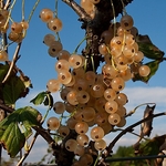 White currants