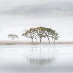 Crummock White Tree IMG_9270 v6