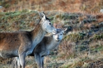Red Deer
