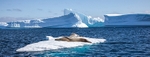 Leopard seal 3
