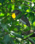 Yellow-crowned Night-Heron (juvenile), Costa Rica