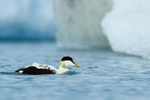 Drake Eider at Jokulsarlon, Iceland