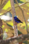 Red-legged Honeycreeper portfolio