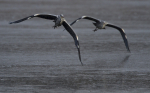 GREY HERON 7