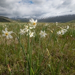 Poet's Narcissus (Narcissus poeticus) on the Piano Grande