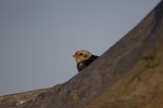 SNOW BUNTINGS