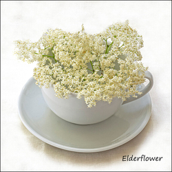 Wild flowers in an cup and saucer portfolio