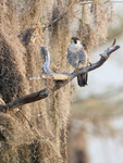 Peregrine Falcon, Blue Cypress Lake, Florida
