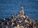 Common Guillemots