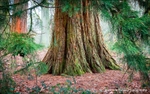 Osmaston Park Redwood