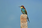 European Bee-eater