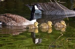 Canada Goose and goslings