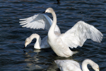 SBD002: Whooper Swan