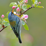 Northern Parula - male