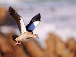 Egyptian Goose in flight, wings up, Betty's Bay, South Africa