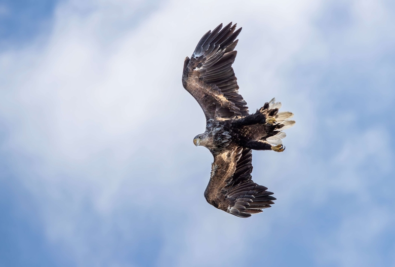 White Tailed Eagle - Isle of Mull - Scotland